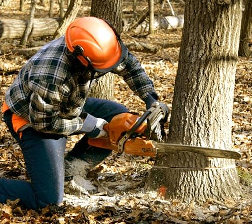 Tree Removal in Sandstone, WV